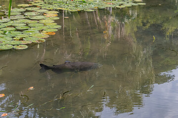 fish in a pond
