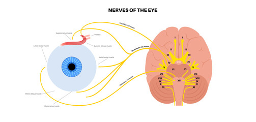 Motor nerves of the eye