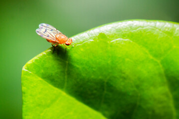 Meiosimyza decempunctata is a species of small flies of the family Lauxaniidae.