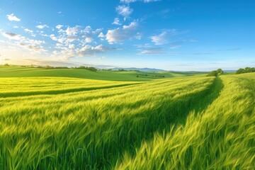 Fototapeta premium Rolling Green Fields Under a Blue Sky