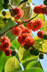 Paper mulberry tree with fruits