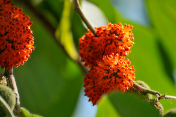 Paper mulberry tree with fruits