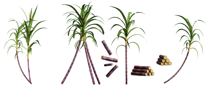3d render sugarcane in different angle, realistic. isolated on transparent background, Pongal festival plant 