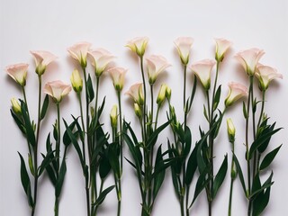 Fototapeta premium Minimalist Lisianthus on White Background