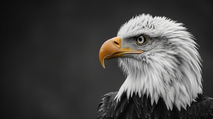 Fototapeta premium Close-up of a bald eagle in black and white with orange beak, wildlife photography concept