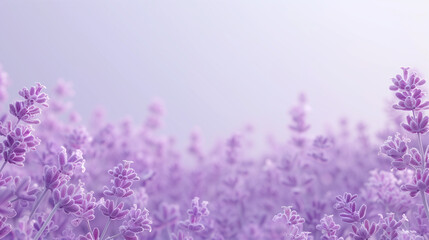 Naklejka premium lavender field background