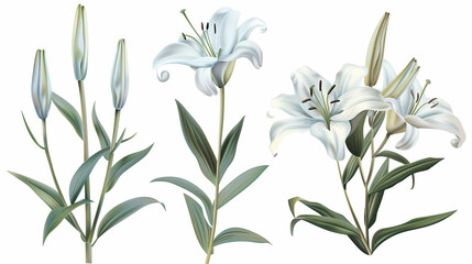 Fototapeta premium blue and white flowers