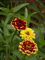 Zbliżenie na piękny kwiat cynii