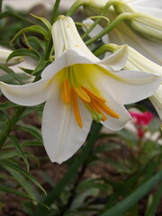 Zbliżenie na barwny kwiat lilii © Kumulugma