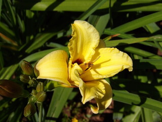 Zbliżenie na barwny kwiat liliowca (hemerocallis) © Kumulugma