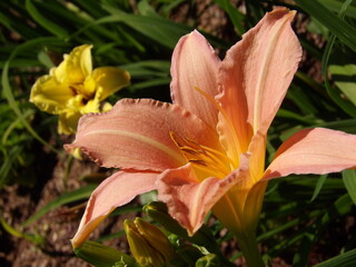 Zbliżenie na barwny kwiat liliowca (hemerocallis) © Kumulugma