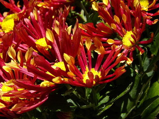 Zbliżenie na kwiaty chryzantemy © Kumulugma