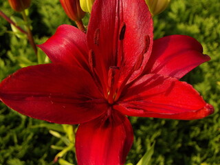 Zbliżenie na barwny kwiat lilii © Kumulugma