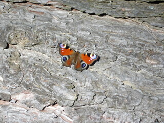 Zbliżenie na motyla siedzącego na pniaku © Kumulugma