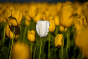 Colorful Tulip flowers on a bright sunny day.