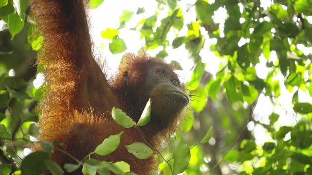 a low angle close up of a sumatran orangutan hanging in a tree of the rainforest of gunung leuser national park on sumatra, indonesia