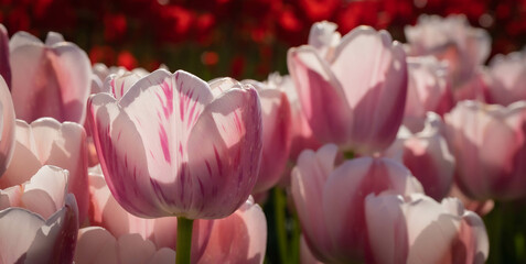 Colorful Tulip flowers on a bright sunny day.