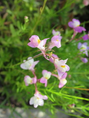 Zbliżenie na kwiat rośliny z gatunku Linaria maroccana