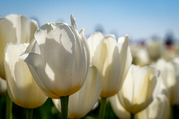 Colorful Tulip flowers on a bright sunny day.