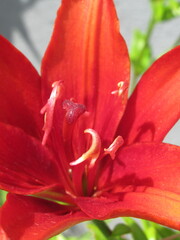 Zbliżenie na barwny kwiat lilii © Kumulugma