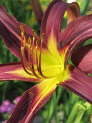 Zbliżenie na barwny kwiat liliowca (hemerocallis)