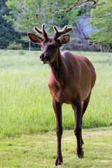 deer in the forest