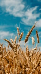 Fototapeta premium Golden wheat field under blue sky, close-up view. Agricultural harvest and rural landscape concept
