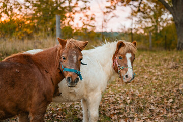 Two ponies standing in field with vibrant autumn leaves at sunset