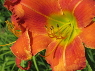 Zbliżenie na barwny kwiat liliowca (hemerocallis) © Kumulugma