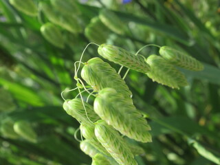 Zbliżenie na kwiat trawy z gatunku Briza © Kumulugma