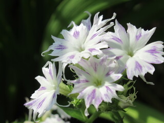 Zbliżenie na kwiaty rośliny z gatunku Phlox drummondii © Kumulugma