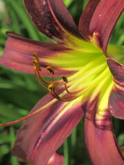 Zbliżenie na barwny kwiat liliowca (hemerocallis)