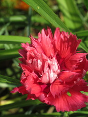 Zbliżenie na kwiaty rośliny z gatunku Dianthus © Kumulugma