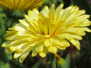 Zbliżenie na kwitnącą roślinę z gatunku Calendula