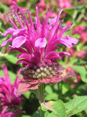 Zbliżenie na kwiat rośliny z gatunku Monarda