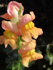 Zbliżenie na kwiaty rośliny z gatunku Antirrhinum majus