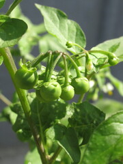 Zbliżenie na młode pędy rośliny z gatunku Solanum chenopodioides © Kumulugma