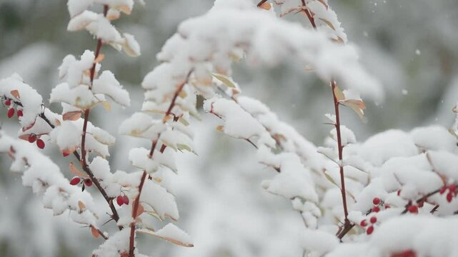 The first snow of the season falls lightly on the slender, long branches adorned with red berries and leaves, seen in a close-up parallax shot.