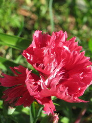 Zbliżenie na kwiaty rośliny z gatunku Dianthus © Kumulugma