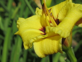 Zbliżenie na barwny kwiat liliowca (hemerocallis) © Kumulugma