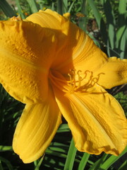 Zbliżenie na barwny kwiat liliowca (hemerocallis) © Kumulugma