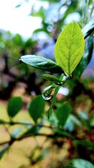 gota de lluvia en una hoja