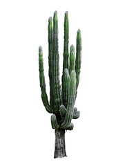 Cephalocereus Senilis Cutout on Transparent