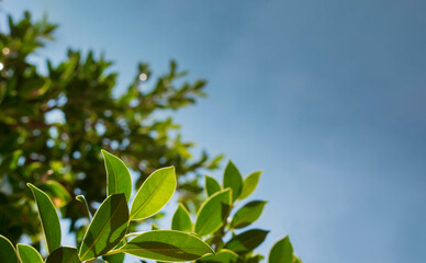 Fototapeta premium Background blue sky and leaves Sky and leaves background, close- up