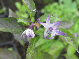 Zbliżenie na kwiaty ostrej papryki © Kumulugma