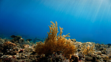 Frosty and crispy christmas algea and plant in the ocean. Underwater photo of colorful algea. From a scuba dive in Bali, Indonesia, Asia. 