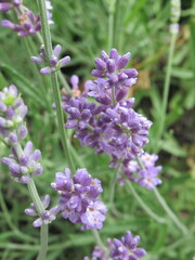 Zbliżenie na kwiat fioletowej lawendy © Kumulugma