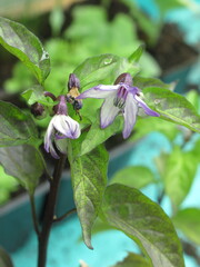 Zbliżenie na kwiaty ostrej papryki © Kumulugma