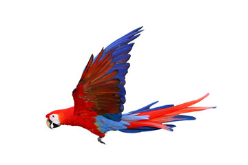 Colorful flying Scarlet Macaw parrot isolated on transparent background png file