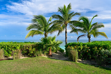 Palm trees on the beach